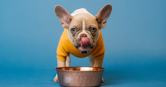 Satisfy the Appetite of Life with Empty Food Bowl