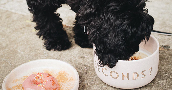 Natural Food for Pets in Bowl with a Cute Smile